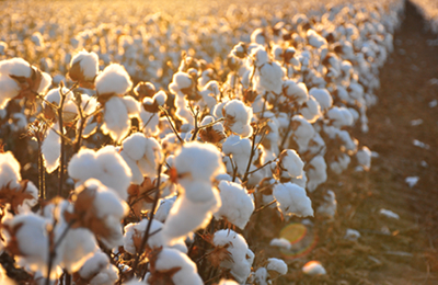 11月7日新疆尉犁地区籽棉价格稳定