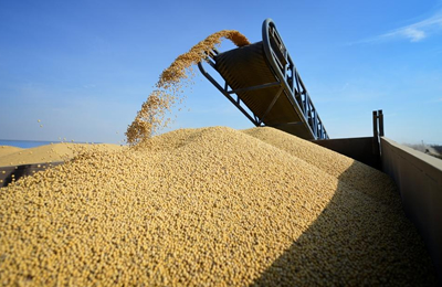 11月7日云南大理地区白糖价格行情