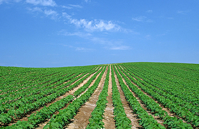 11月7日江苏苏州茂一儒业维生素价格行情
