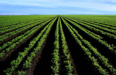 未来15日阿根廷大豆产区天气预报：目前整体天气条件有利，本月大豆播种料加速