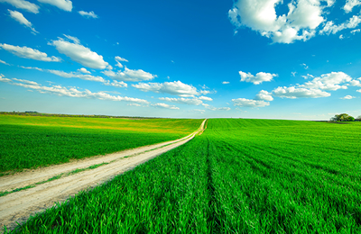 11月7日欧洲市场葵花油价格