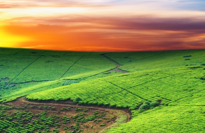 11月7日河北辛集尚瑞玉米油及胚芽粕价格动态