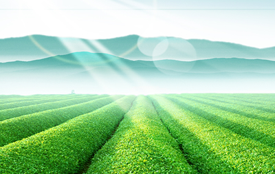 11月7日国内各地肉鸭市场交易日评：稳中上涨