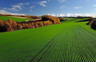 11月7日山东潍坊磷酸氢钙价格行情