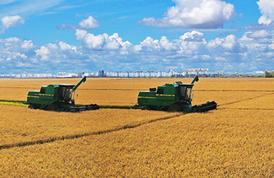 11月7日国内马铃薯市场交易日评：稳定运行