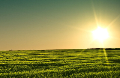 11月7日欧洲市场豆粕价格