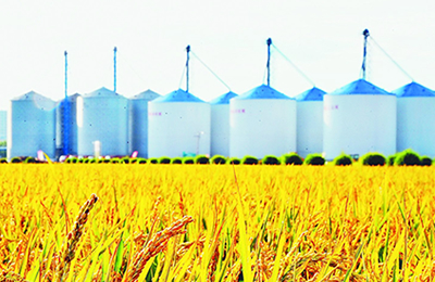 11月7日河南郑州红枣价格动态