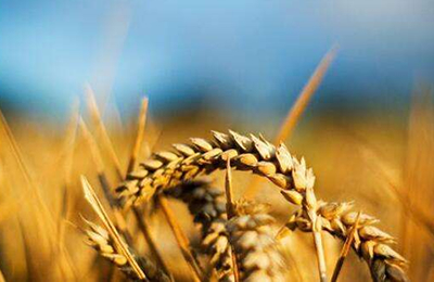 汇总表：11月7日国内进口高粱价格行情