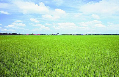 10月16日河北邢台山梨醇价格动态