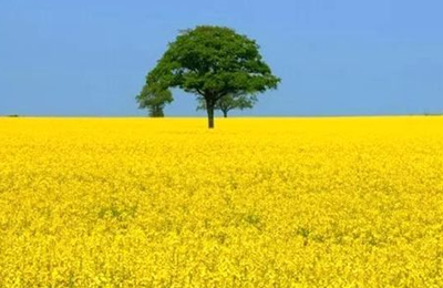 11月7日欧洲市场棕榈油价格