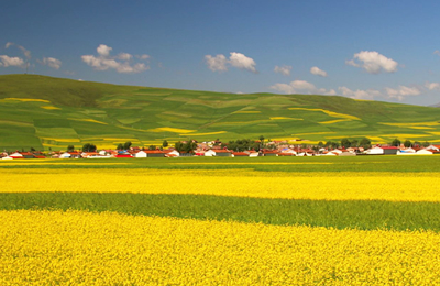 11月7日马来西亚棕榈油到中国华南完税价：下降