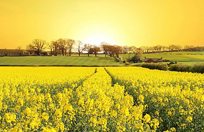 11月7日国内白羽肉鸡市场交易日评：毛鸡价格整体稳定