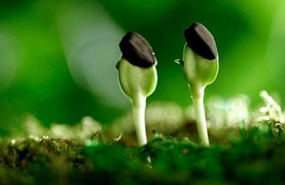 11月4日河北邢台山梨醇价格动态