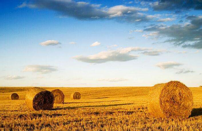 11月7日山东聊城地区817鸡苗价格稳定