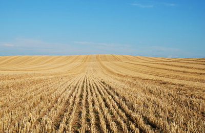 11月7日国内白糖市场交易日评：部分涨跌互现