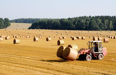 11月7日湖北仙桃厂家米糠及其产品价格动态