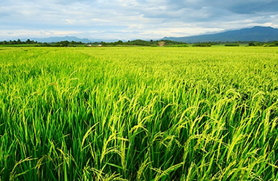 11月7日国内花生及其产品交易日评：市场稳定