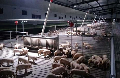 11月7日山东温氏生猪价格稳定